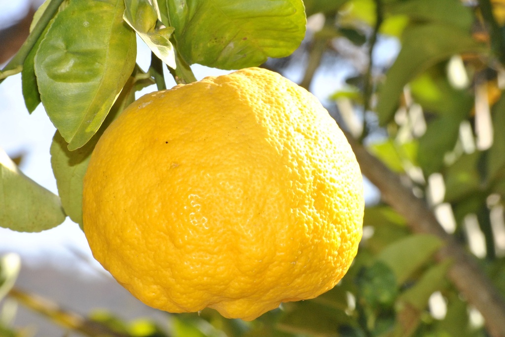 Arôme concentré : Yuzu - 1ml