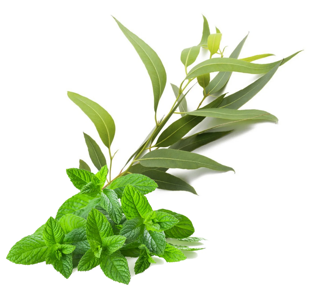 Arôme concentré : Menthe Forte Eucalyptus - 1ml