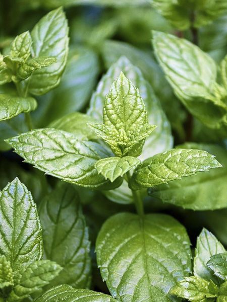 Arôme concentré : Menthe Poivrée - 1ml