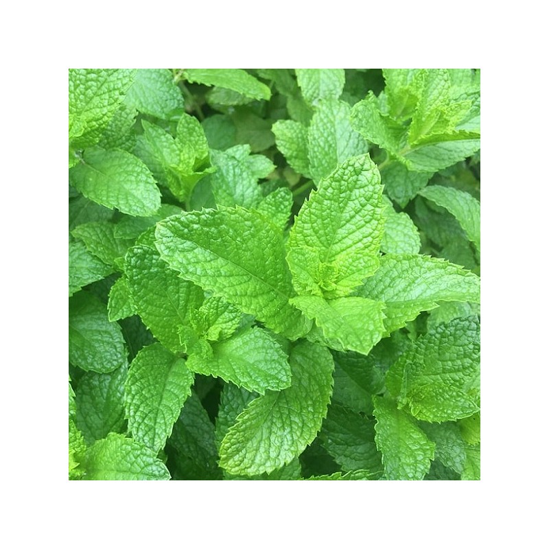 Arôme concentré : Menthe Verte - 1ml