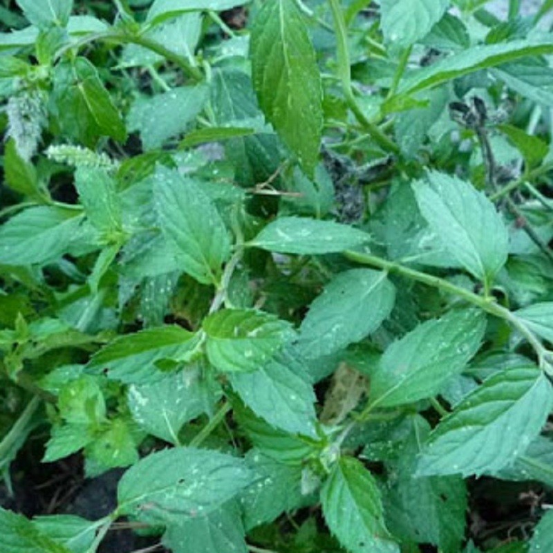 Arôme concentré : Menthe Iceberg - 1ml