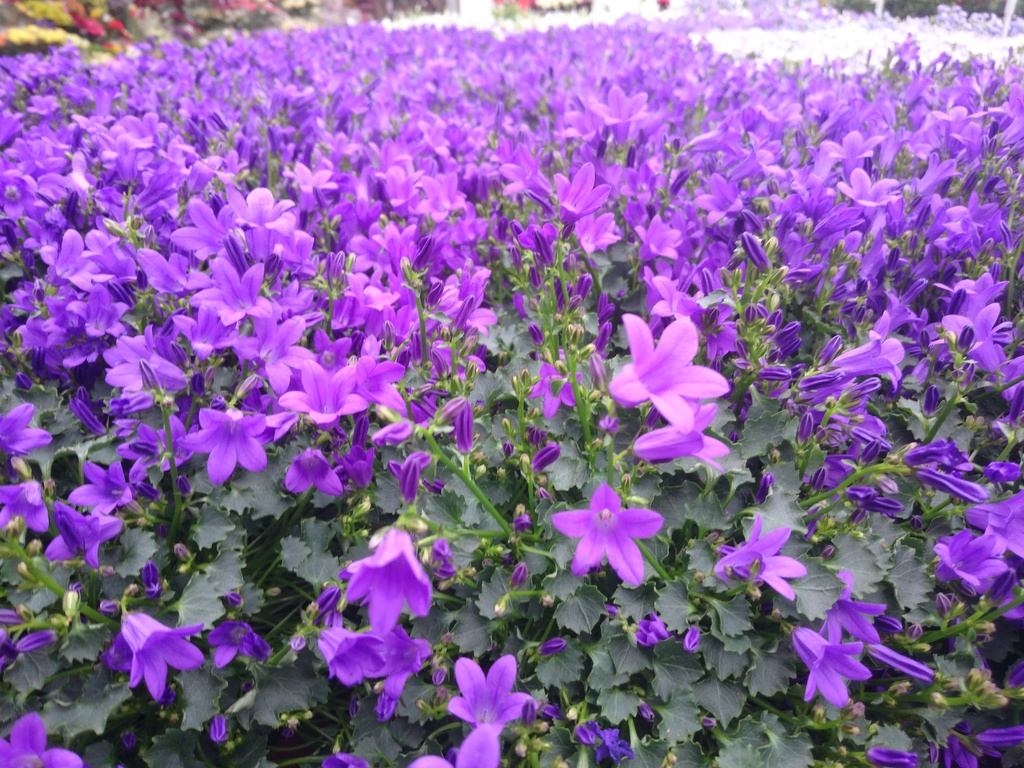 Additif : Violette - 1ml