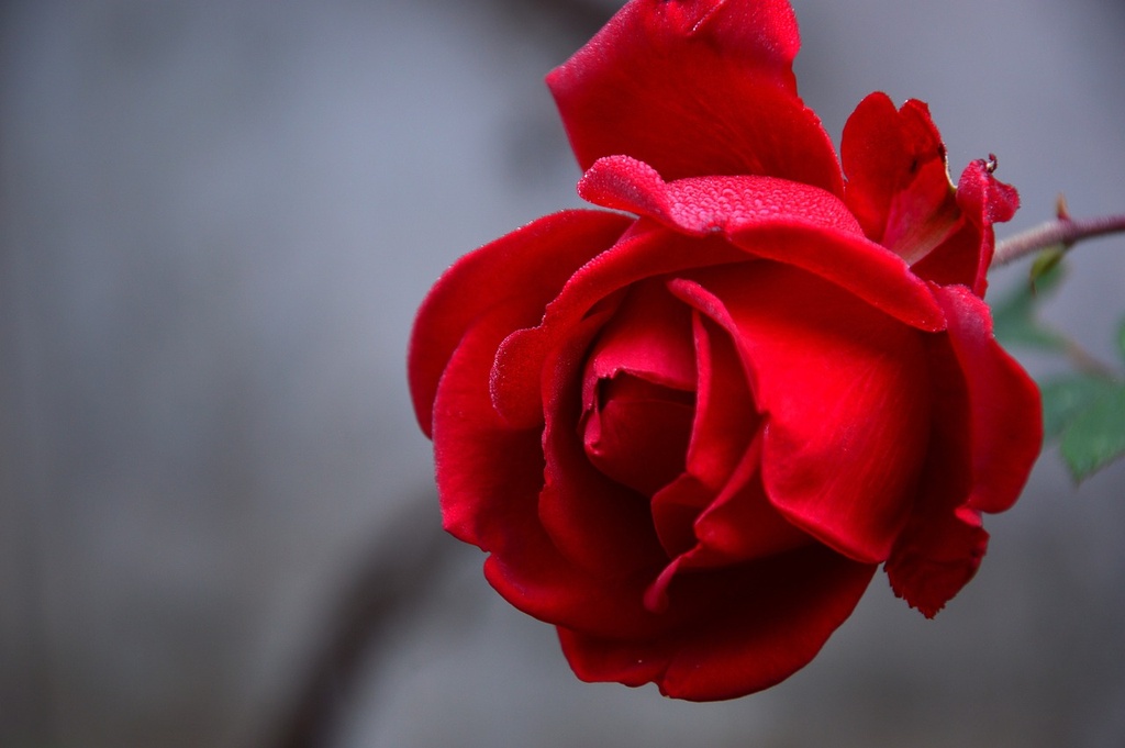 Additif : Rose - 1ml