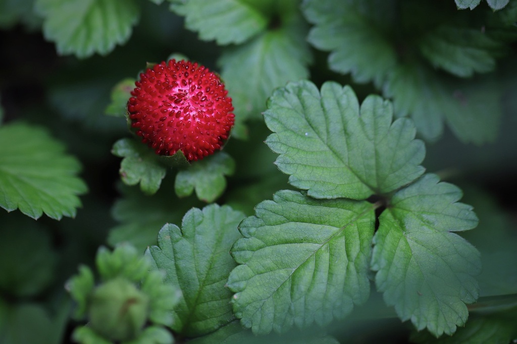 Arôme concentré : Fraise des bois - 1ml