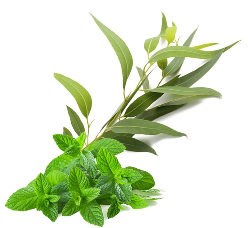 Arôme concentré : Menthe Forte Eucalyptus - 1ml