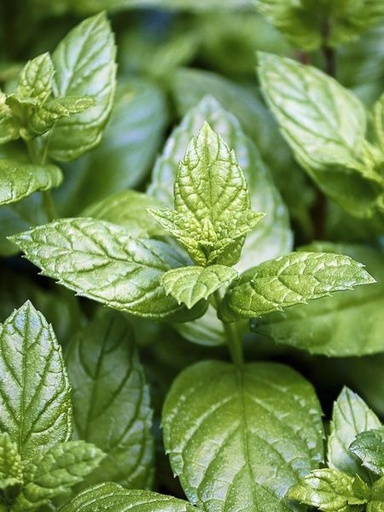 Arôme concentré : Menthe Poivrée - 1ml