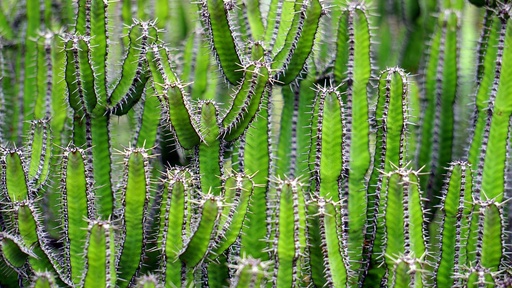 Arôme concentré : Cactus - 1ml