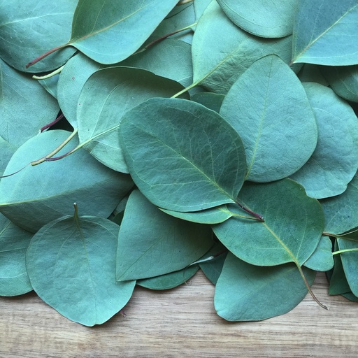 Arôme concentré : Eucalyptus - 1ml