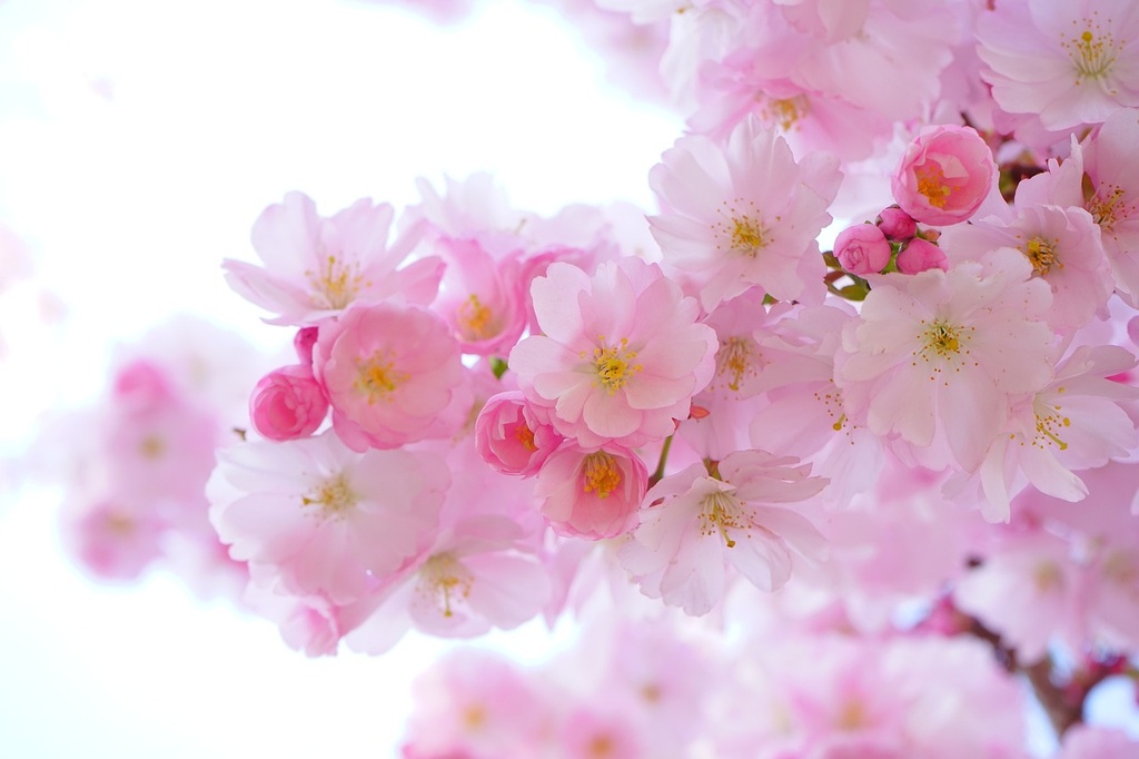 Arôme concentré : Fleur de cerisier (Sakura) - 1ml