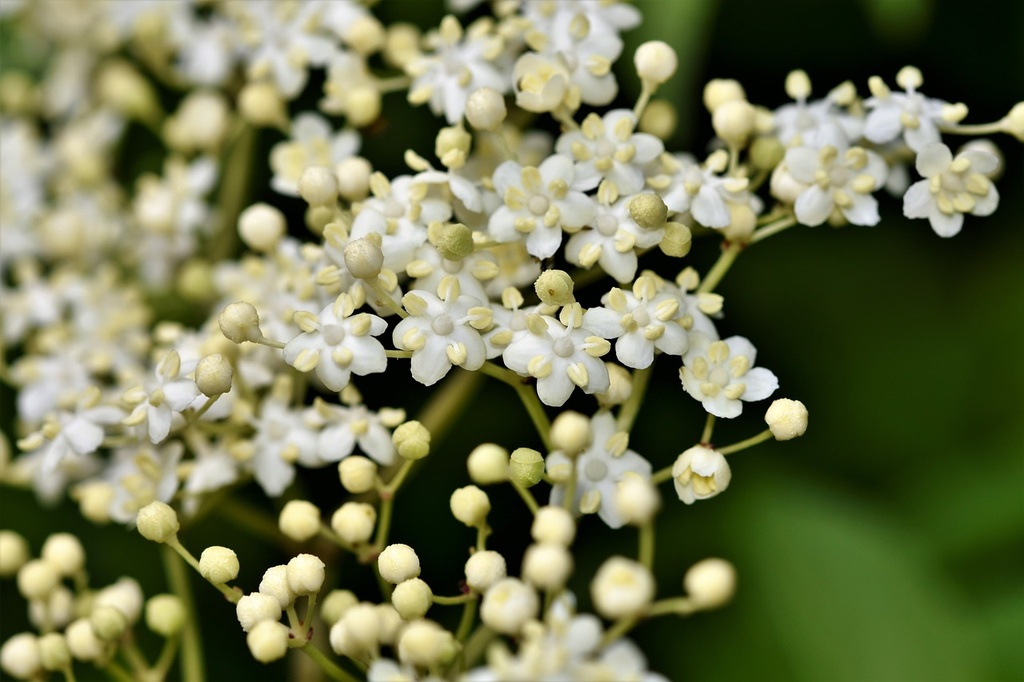 Arôme concentré : Fleur de sureau - 1ml