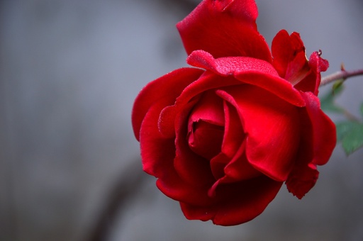 Additif : Rose - 1ml